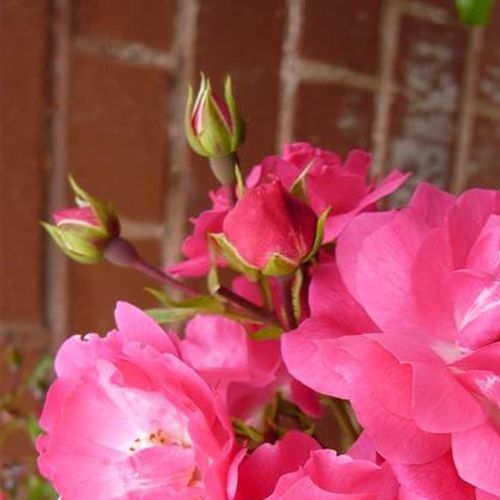 Rosa  Noatraum - růžová - Stromková růže s drobnými květy - stromková růže s převislou korunou